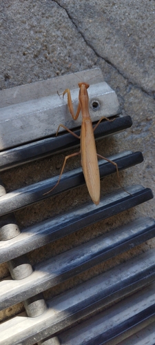 European Mantis