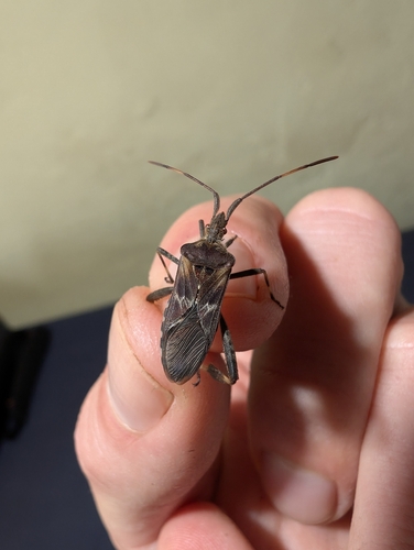 Western Conifer Seed Bug