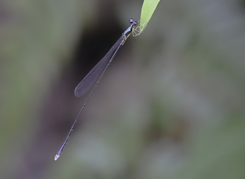Amphicnemis observed 2026-10-16
