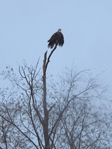 Bald Eagle