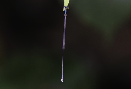 Amphicnemis observed 2026-10-16