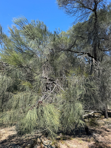 Allocasuarina huegeliana, 2026-10-16