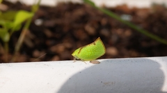 Salurnis marginella