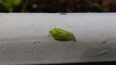 Salurnis marginella