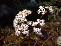 Darmera peltata