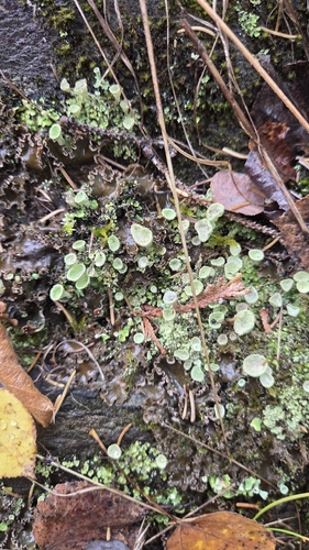 Cladonia pyxidata observed 2026-10-15
