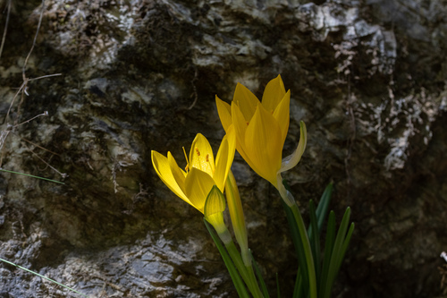 Winter Daffodil