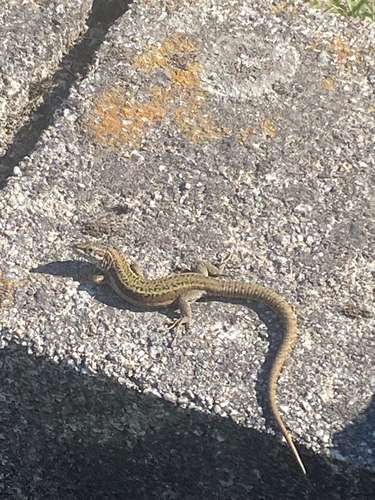 Bocage's Wall Lizard