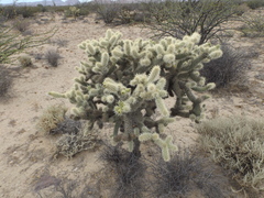 Cylindropuntia bigelovii ciribe