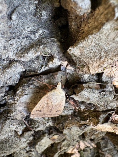 Large Yellow Underwing