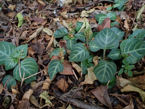 Lepidagathis inaequalis observed 2026-10-16