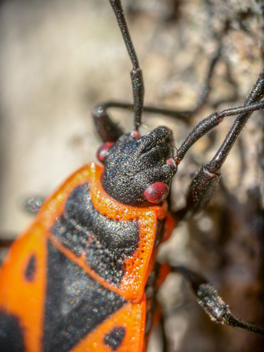 European Firebug