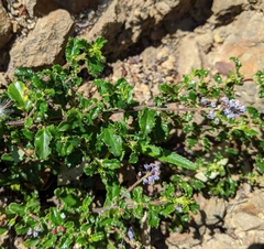 Ceanothus foliosus