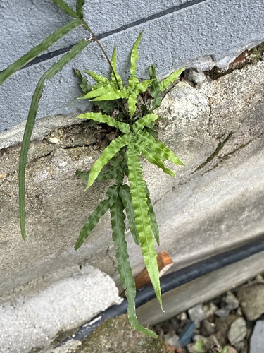 Pteris multifida observed 2026-10-16