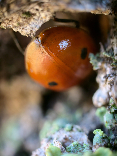 Two-spotted Lady Beetle
