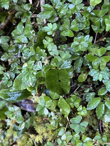 Oxalis griffithii observed 2026-10-15