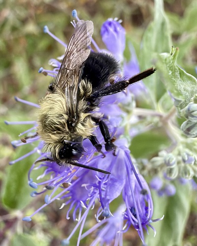 Common Eastern Bumble Bee