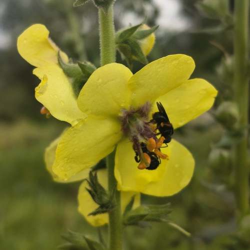 Spiny-legged Stingless bee
