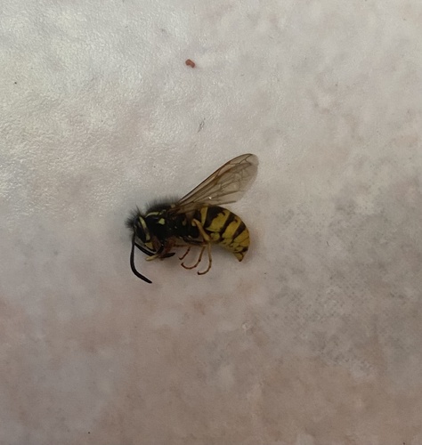 Common European Yellowjacket