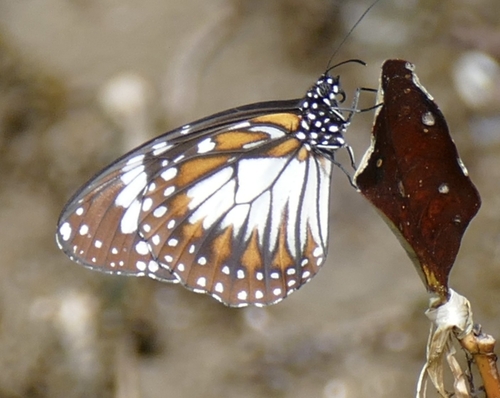 Danaus affinis, 2026-10-16