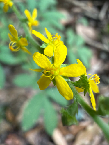 Agrimonia pilosa observed 2026-10-15