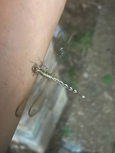 Band-winged Dragonlet