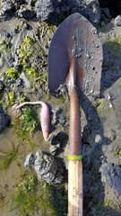 Paracaudina chilensis