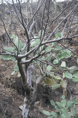 Opuntia rileyi