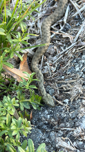 Tessellated Water Snake