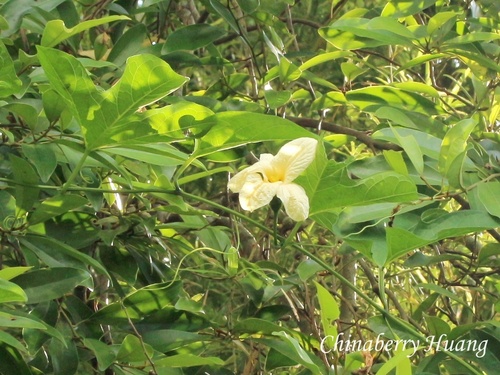 Momordica cochinchinensis observed 2026-10-14
