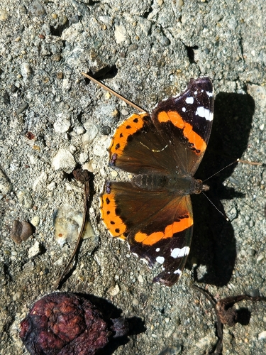 Red Admiral
