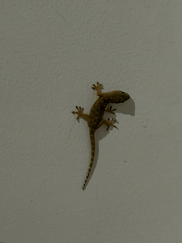 Peking Gecko