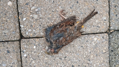 White-throated Sparrow