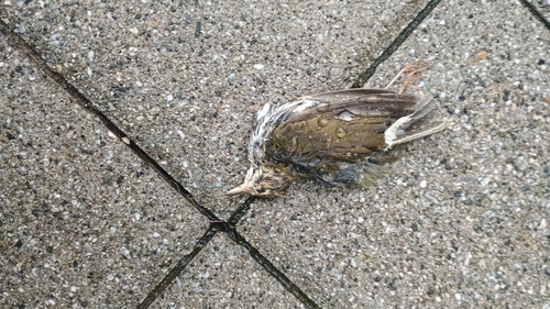 Ovenbird