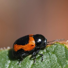 Cryptocephalus notatus