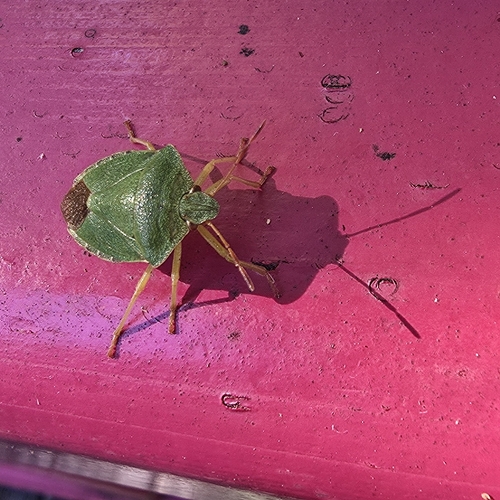 Green Shield Bug