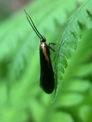 Mathildana newmanella