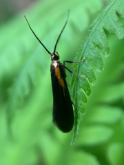 Mathildana newmanella