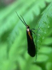 Mathildana newmanella