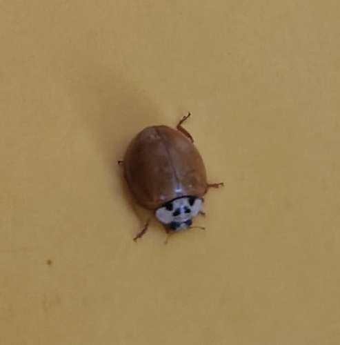 Asian Lady Beetle