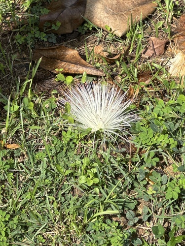 Barringtonia asiatica observed 2026-10-16