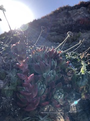 Dudleya farinosa