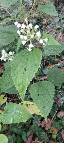 white snakeroot