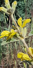 Phlomis olivieri