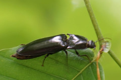 Melanactes piceus