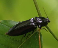 Melanactes piceus
