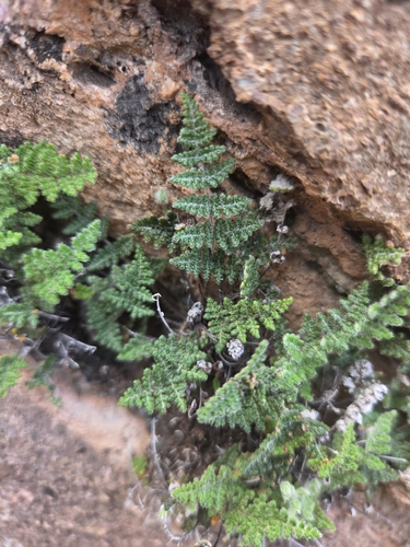 Fee's lip fern
