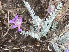 Astragalus inflexus