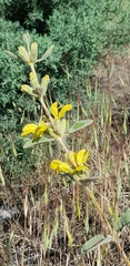 Phlomis olivieri