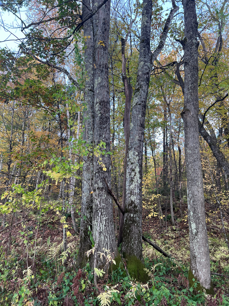 A photograph from Oct 15, 2026 near Squam Lakes & Holderness, where the observer’s point is approximate.